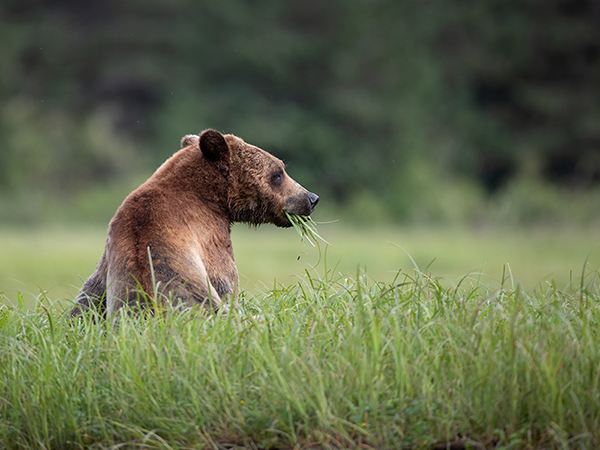 Bär Bär auf Vancouver Island