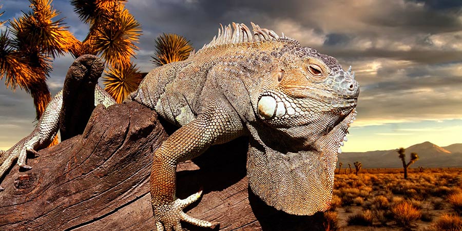 Vatikanstadt Vatikanstadt