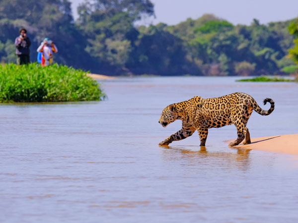 Jaguar Jaguar